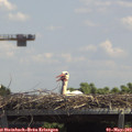 13_15-mast.jpg
