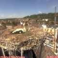 13_50-nest.jpg
