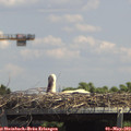 13_55-mast.jpg