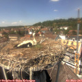 13_55-nest.jpg