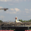 14_00-mast.jpg