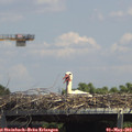 14_10-mast.jpg
