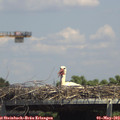 14_15-mast.jpg