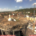 14_35-nest.jpg