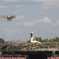 14_40-mast.jpg