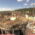 14_50-nest.jpg