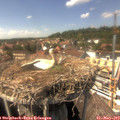 14_55-nest.jpg