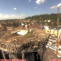 15_00-nest.jpg