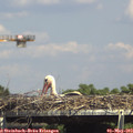 15_05-mast.jpg