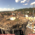 15_10-nest.jpg