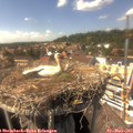 15_15-nest.jpg