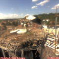 15_20-nest.jpg