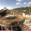 15_25-nest.jpg