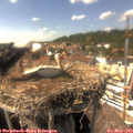 15_30-nest.jpg