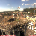 15_35-nest.jpg