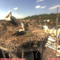 15_45-nest.jpg