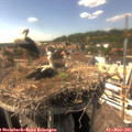 15_50-nest.jpg