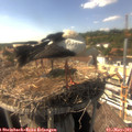 16_05-nest.jpg