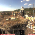 16_10-nest.jpg