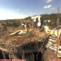 16_15-nest.jpg