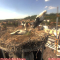 16_20-nest.jpg