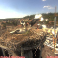 16_25-nest.jpg