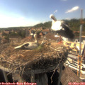 16_35-nest.jpg