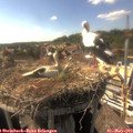 16_40-nest.jpg