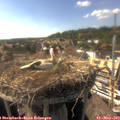 16_45-nest.jpg