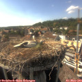16_50-nest.jpg