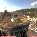 16_55-nest.jpg