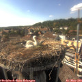 17_00-nest.jpg
