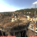 17_05-nest.jpg