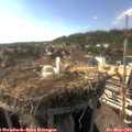 17_10-nest.jpg
