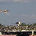 17_15-mast.jpg