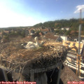 17_15-nest.jpg