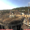 17_25-nest.jpg