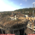 17_30-nest.jpg