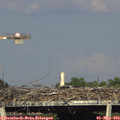 17_35-mast.jpg