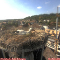 17_35-nest.jpg