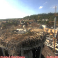 17_40-nest.jpg