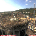 17_45-nest.jpg