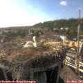 17_50-nest.jpg