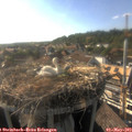 18_00-nest.jpg
