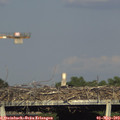 18_05-mast.jpg