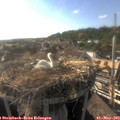 18_05-nest.jpg