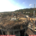 18_10-nest.jpg