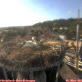 18_20-nest.jpg