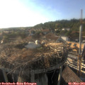 18_25-nest.jpg
