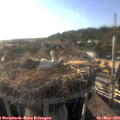 18_30-nest.jpg